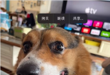 iPhone 14Dΰl͵΢ţ